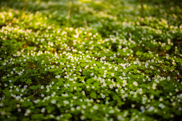Delicate white flowers blooming in the forest sunlight
