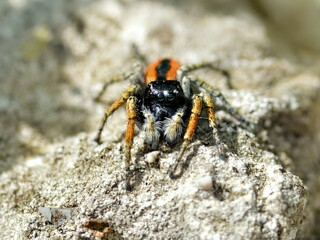 A close-up of a spider on a rocky surface, showcasing its detailed features and colors.