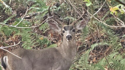 deer in the woods