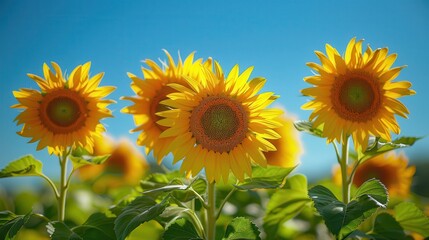 Fototapeta premium A group of sunflowers bask in the sun against a clear blue sky.