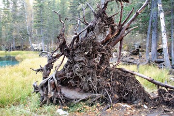 A gnarled tree stump with exposed roots in a forested area near a pond.
