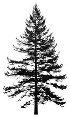PNG Pine tree outline conifer plant abies.