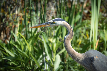 Great Blue Heron walking in the reeds at Orlando Wetland wildlife sanctuary in Cape Canaveral Florida.