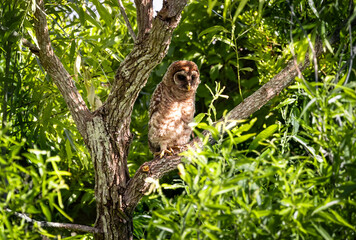 Baby Barred Owl perched in a pine tree at Orlando wetland in Cape Canaveral Florida.