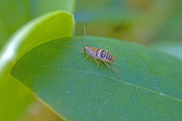 close up view of a tawny cockroach on a green leaf with blurred background