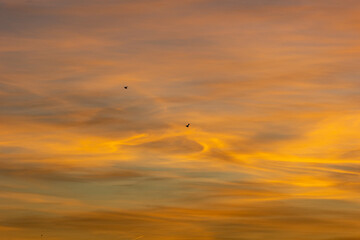 Two birds soar high above the horizon at sunset, painting the sky with vibrant colors. Evoking freedom and serenity, this breathtaking image captures nature's essence at dusk
