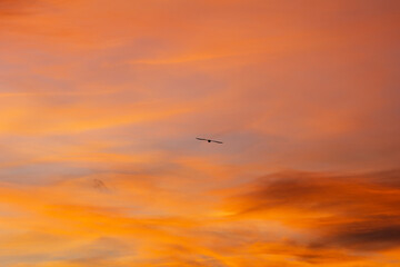 Single bird is flying in a vivid orange sunset sky, creating a sense of peace and tranquility. The warm colors of the sunset create a beautiful backdrop for the bird's silhouette