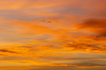 Lone bird is flying through a beautiful orange sky, illuminated by the setting sun. The colorful sky is full of texture and makes a perfect nature background