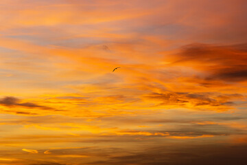 Lone bird is flying through a beautiful sunset sky filled with vibrant orange and yellow clouds. The image evokes feelings of peace, tranquility, and the beauty of nature