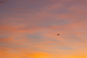 Bird gracefully soars through a colorful sunset sky, symbolizing freedom and hope, inspiring serenity and awe. Perfect for contemplation in nature