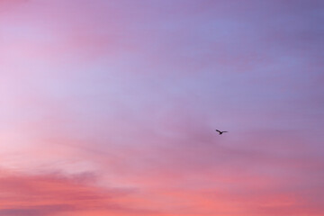 Bird is flying in a pastel-colored sky with pink and purple clouds. The sky is a beautiful backdrop for the bird's flight