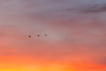 Three graceful birds soar through the sky at sunset, casting vibrant hues on the clouds, creating a peaceful scene of nature's beauty. Ideal for outdoor enthusiasts