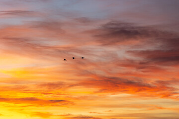 Three birds gracefully soaring through a vibrant sunset sky, blending warm tones with fluffy clouds, evoking feelings of freedom and inspiration