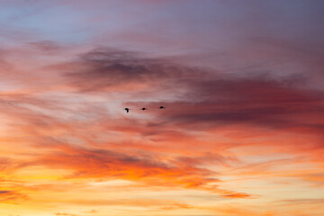 Three majestic birds soar gracefully through a vibrant sunset sky, painted in orange, purple, and blue hues, creating a tranquil and beautiful scene