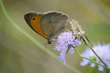 A butterfly perched on a purple flower, showcasing nature's beauty and biodiversity.