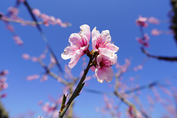 Blossom Flower on Tree Branch