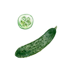 Green cucumber whole and round slice, watercolor. Hand drawn vector illustration. For food packaging, labels, menu design, salad cookbooks.