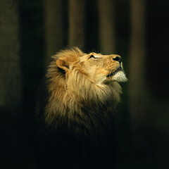 male lion on the lookout
