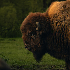 american bison