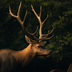 deer stag