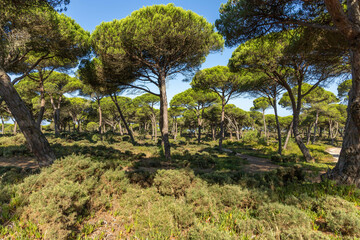 Stone pine forest in Portugal, Stone pine trees or 