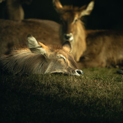antelope sleeping