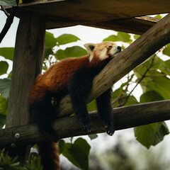 red panda bear in a zoo