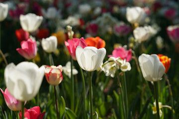 Beautiful and Colorful Tulips