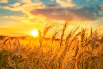 Naklejka premium Golden wheat field at sunset, with sunrays illuminating the stalks.