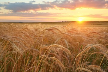 Obraz premium Golden wheat field at sunset. Sunbeams illuminate the tall stalks, creating a warm, inviting atmosphere. Photographed from a low angle for a dramatic view.