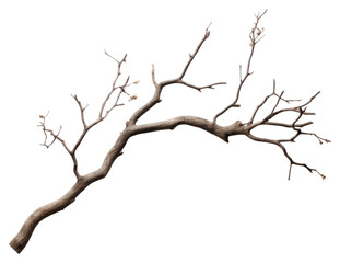 Fototapeta premium PNG Natural dried branch decor