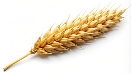 A single wheat ear stands upright, displaying its golden grains against a pristine white background, emphasizing the importance of agriculture