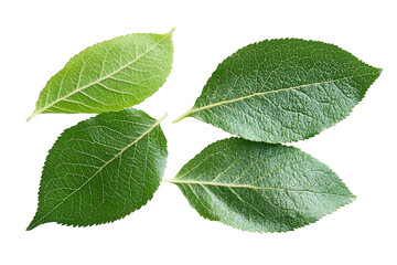 Set of apple leaf, isolated on white background, clipping path, full depth of field