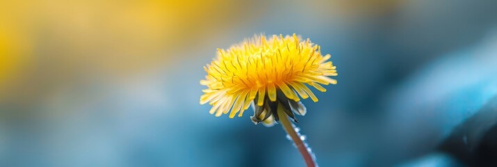 Obraz premium A dandelion flower, tightly framed, against a softly blurred backdrop of blue and yellow blossoms