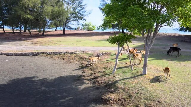 Aerial View of Cows Grazing Near a Beachfront