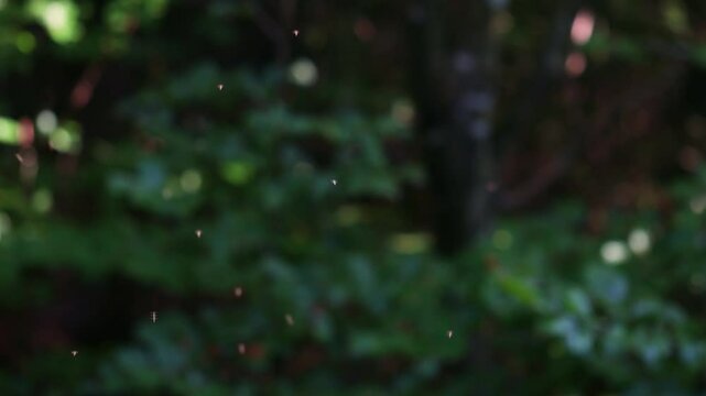 insects in the air in a forest 4k 25fps video