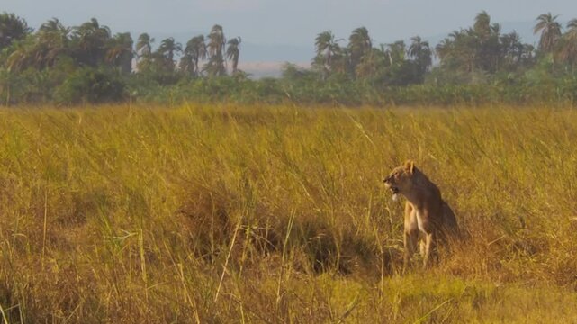 Lioness (Panthera leo) in the middle of the savannah ready for hunting