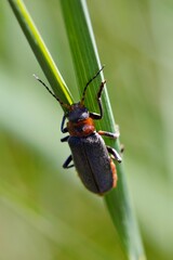 A close-up of a beetle perched on a green blade of grass in a natural setting.