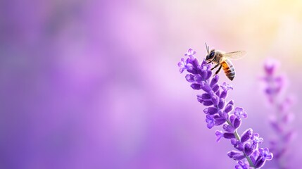  Bee atop purple flower against vague purple-yellow backdrop, blurred sky behind