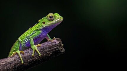 Fototapeta premium A blue-green lizard perches on a tree branch against a black background