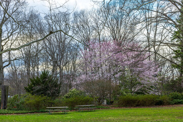 Obraz premium Early spring park in New Jersey with blooming cherry tree, bare trees, green lawn, benches, and cloudy sky. New Jersey, USA.
