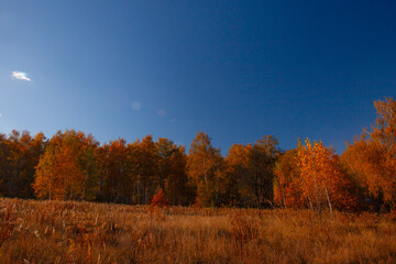 Fototapeta premium Alley in autumn golden yellow birch grove at sunset time