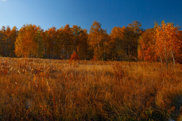 Fototapeta premium Alley in autumn golden yellow birch grove at sunset time