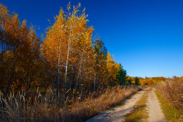 Fototapeta premium Alley in autumn golden yellow birch grove at sunset time