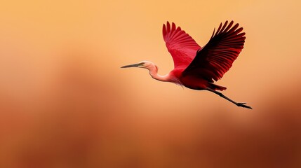 Obraz premium A bird flying in the air, wings spread out, head turned aside