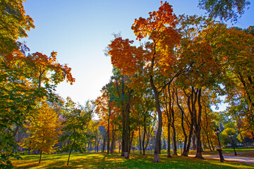 Naklejka premium Golden colourful autumn in Maryinskyi park in Kyiv, Ukraine