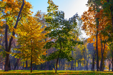 Fototapeta premium Golden colourful autumn in Maryinskyi park in Kyiv, Ukraine