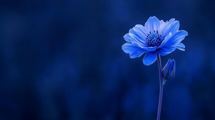  Blue flower against a solid blue background Blurred blue flower image on right side