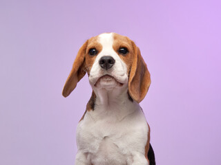 A beagle puppy is sitting calmly against a purple background, gazing forward with a thoughtful...