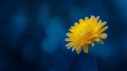  A yellow flower in focus against a blue backdrop, blurred depiction of its reverse